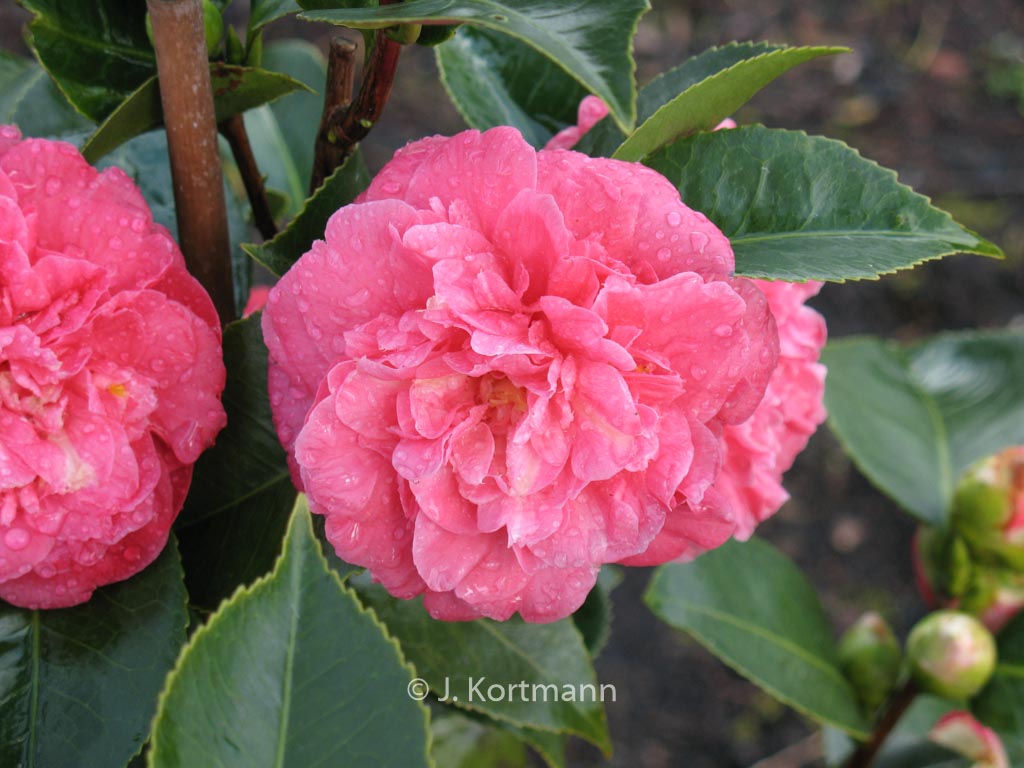 Camellia japonica ‚Albertii‘