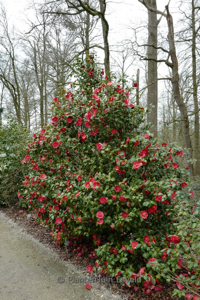 Camellia japonica ‚Alexander Hunter‘