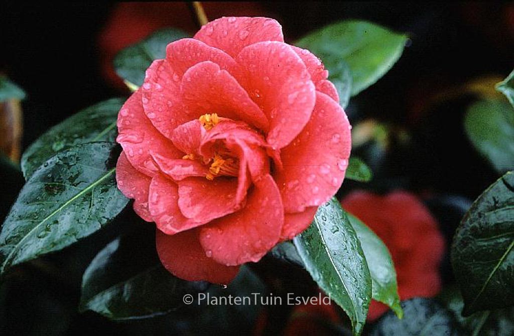 Camellia japonica ‚Apollo‘