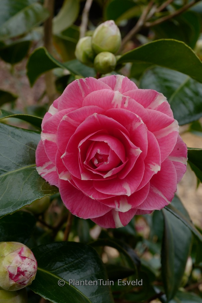 Camellia japonica ‚April Rose‘