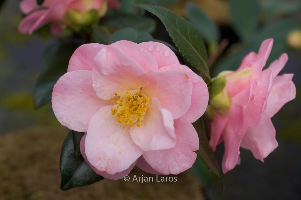 Camellia japonica ‚Berenice Boddy‘