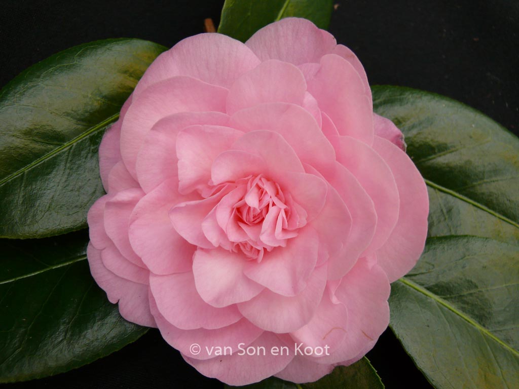 Camellia japonica ‚Betty Ridley‘