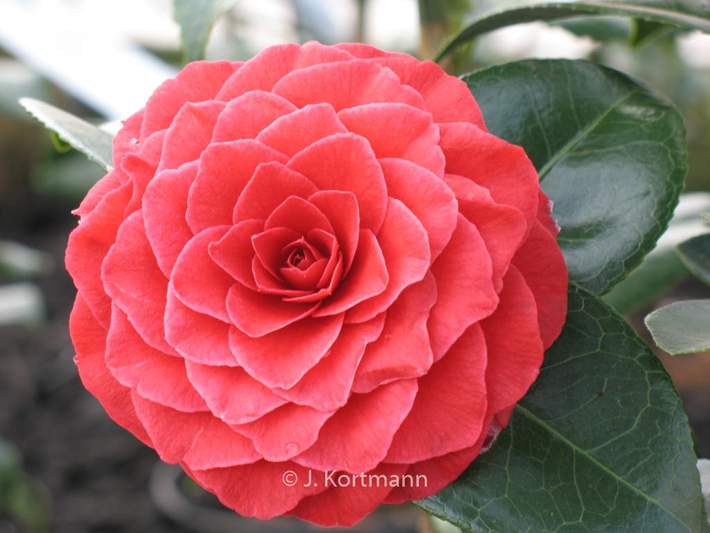 Camellia japonica ‚Black Lace‘