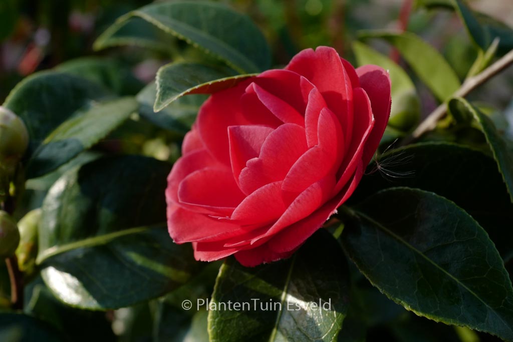 Camellia japonica ‚Black Tie‘