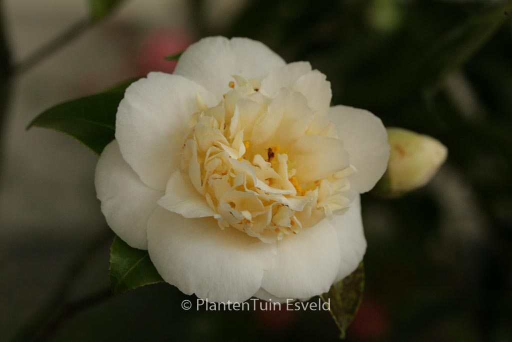 Camellia japonica ‚Brushfield’s Yellow‘