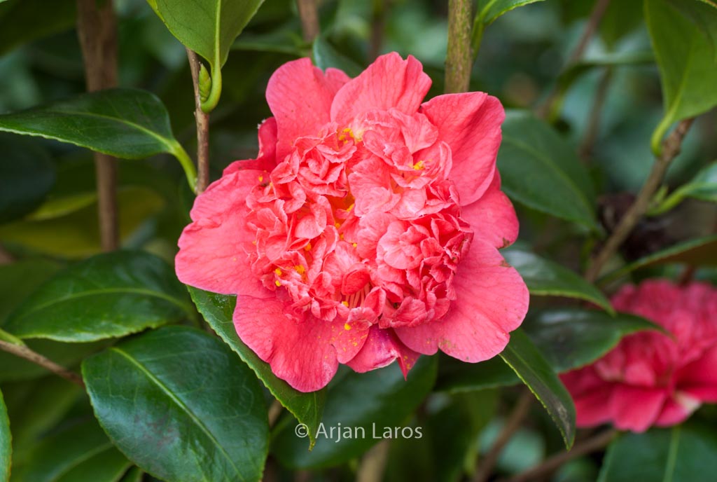 Camellia japonica ‚Cardinal’s Cap‘