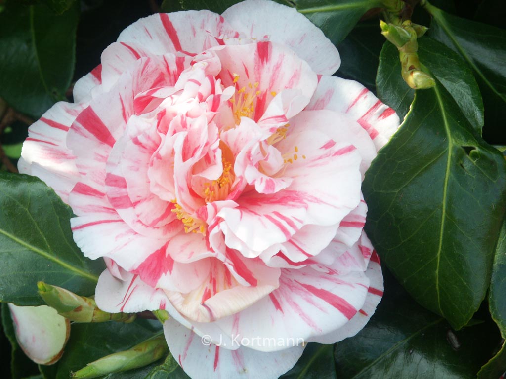 Camellia japonica ‚Chameleon‘