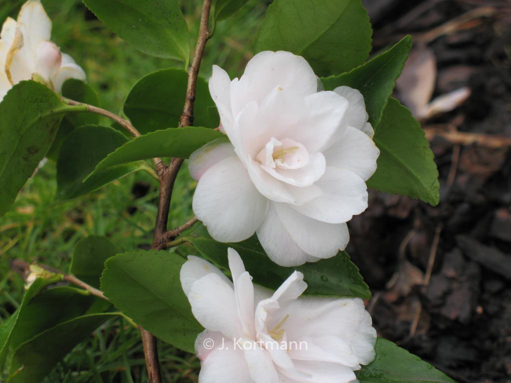 Camellia japonica ‚Cinnamon Cindy‘