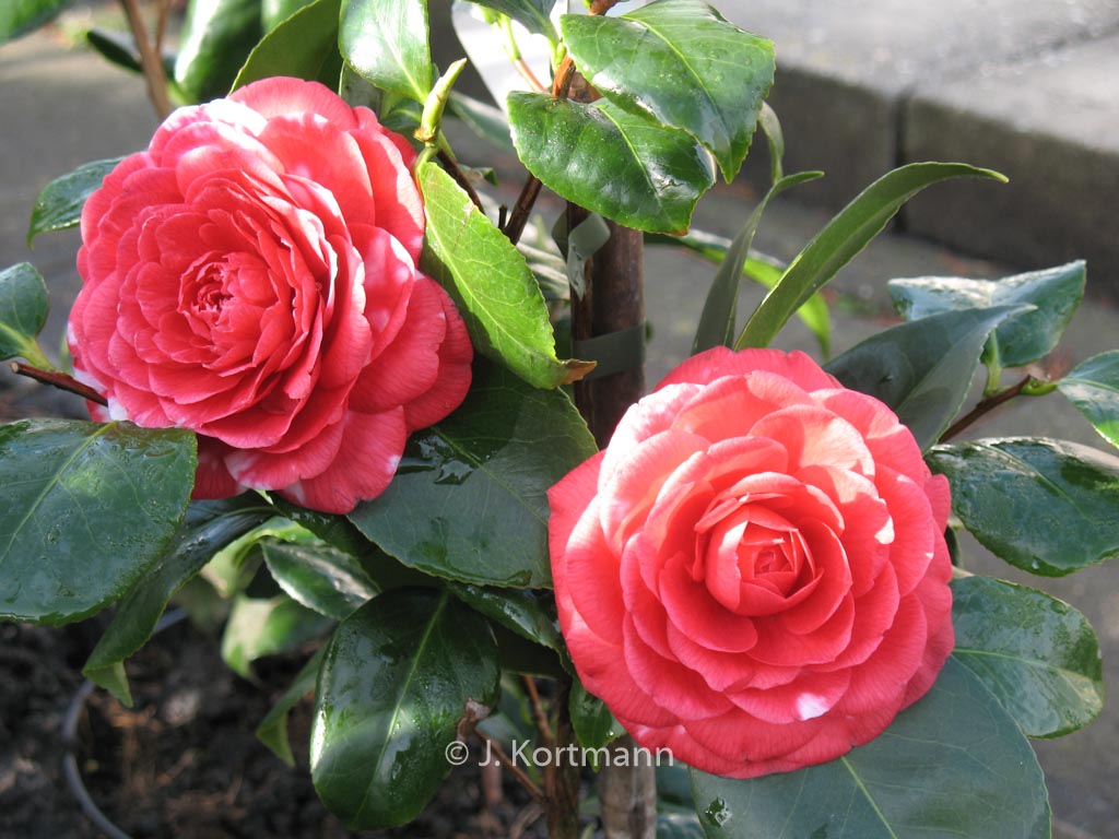 Camellia japonica ‚Coquettii‘