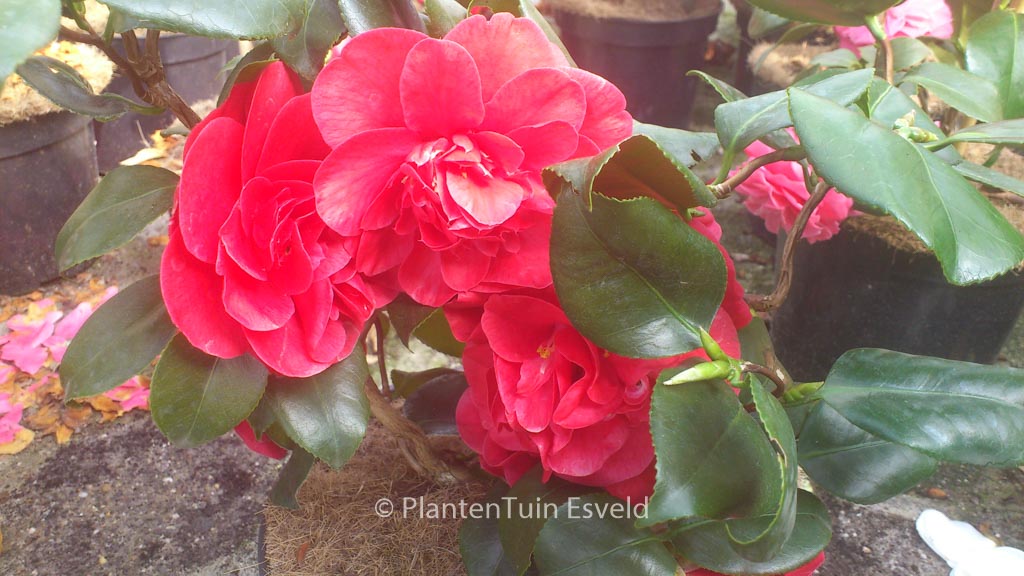 Camellia japonica ‚Curly Lady‘