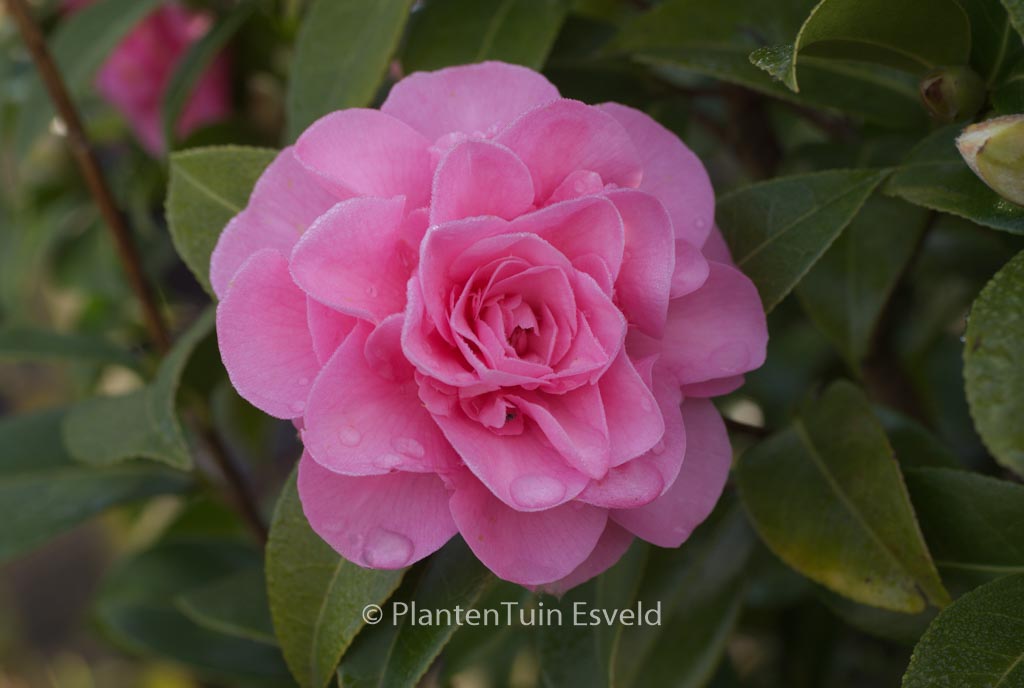 Camellia japonica ‚Debbie‘