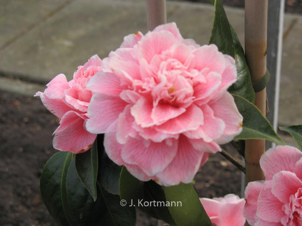 Camellia japonica ‚Dorothy James‘