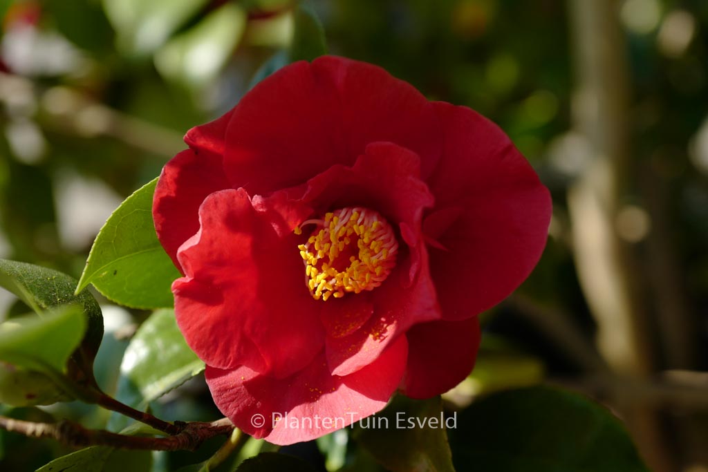 Camellia japonica ‚Dr. Burnside‘