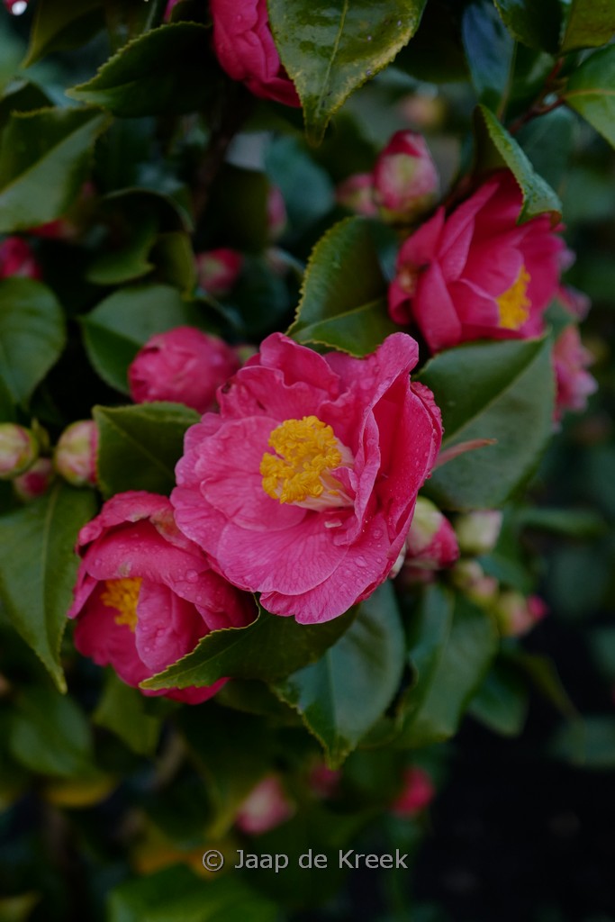 Camellia japonica ‚Dr. King‘