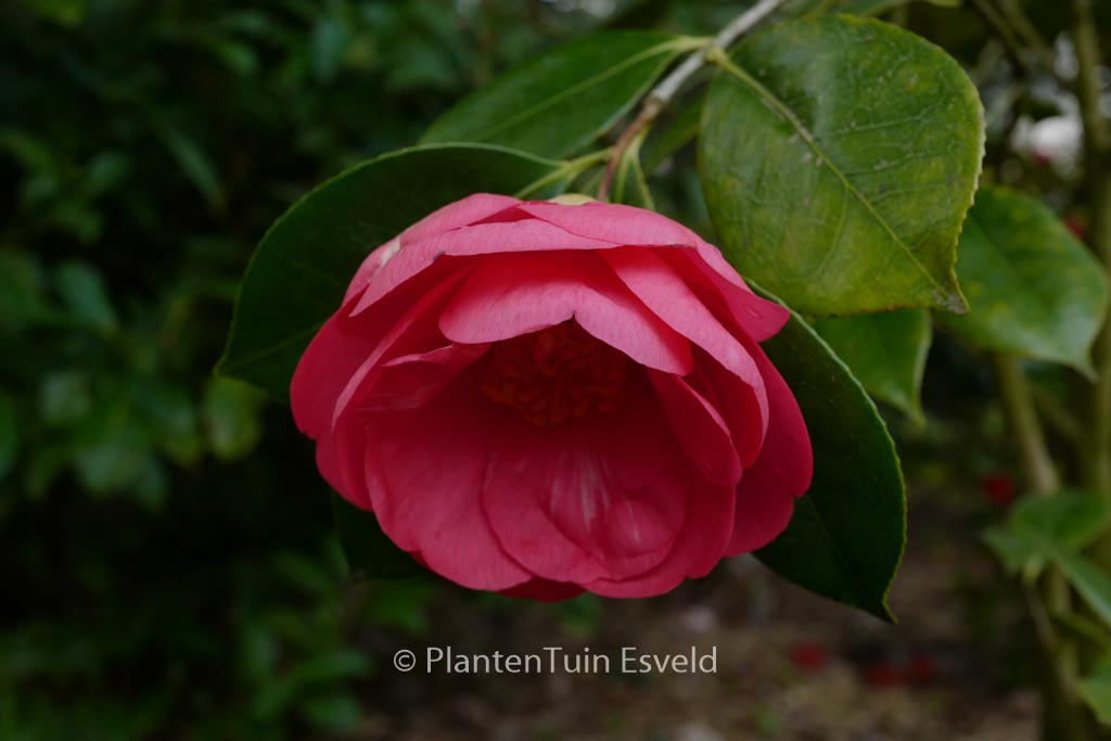 Camellia japonica ‚Drama Girl‘