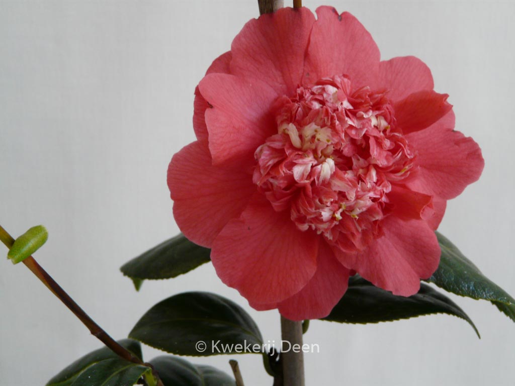 Camellia japonica ‚Fire ’n Ice‘