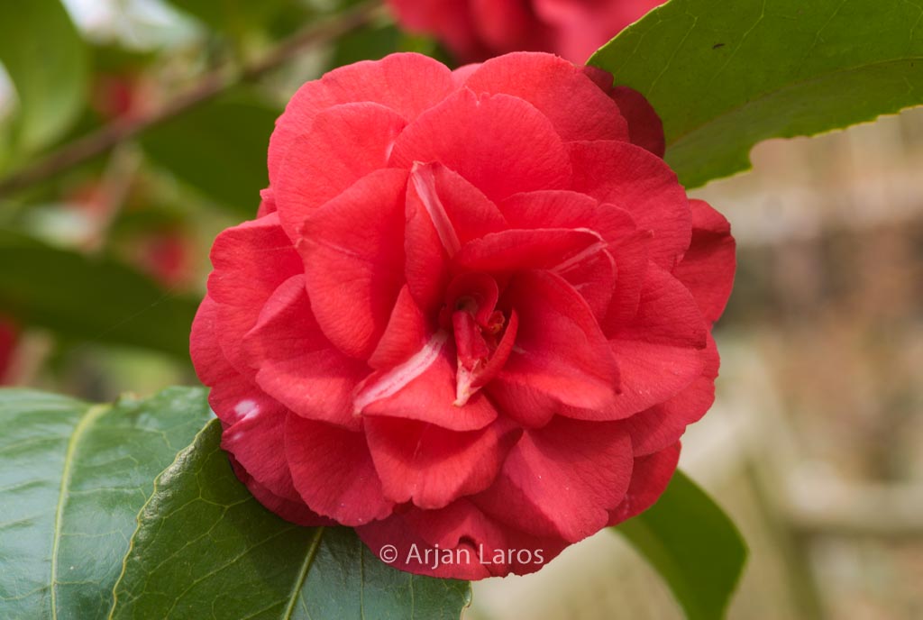 Camellia japonica ‚Fleur Dipater‘