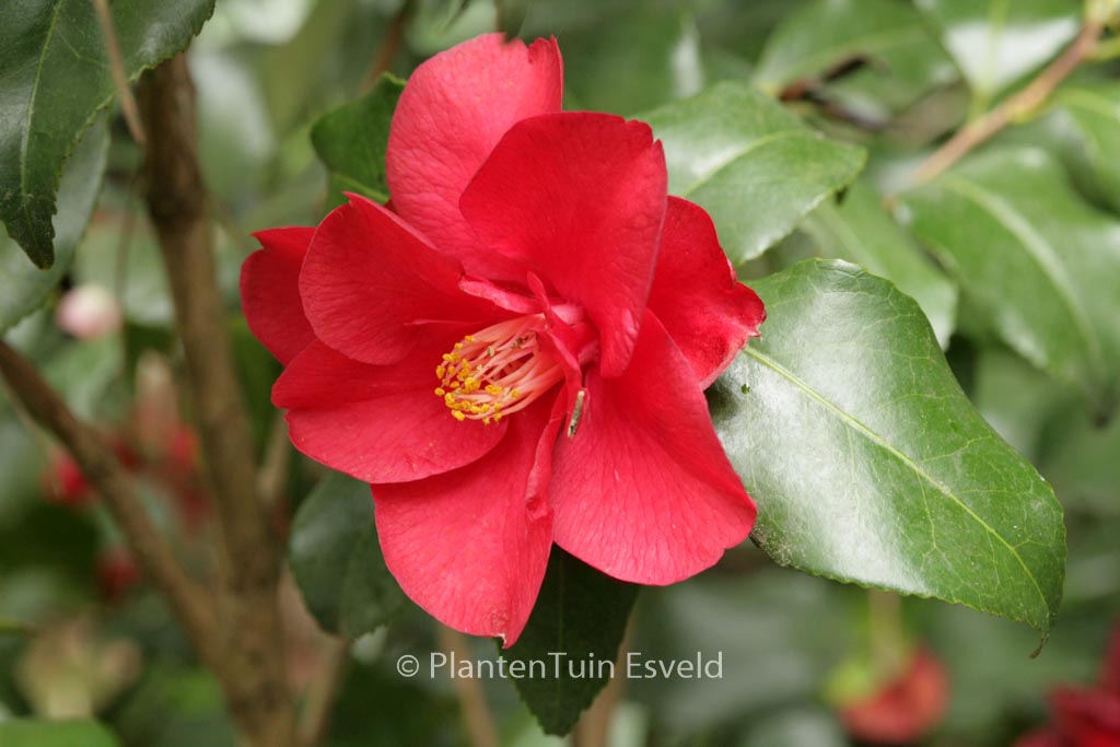 Camellia japonica ‚Fred Sander‘