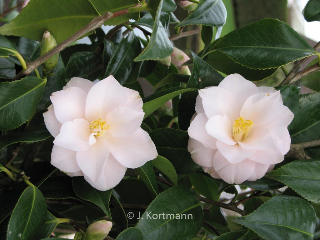 Camellia japonica ‚Hagoromo‘