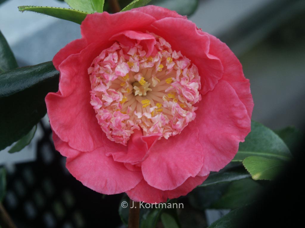 Camellia japonica ‚Hi-no-tsuri‘