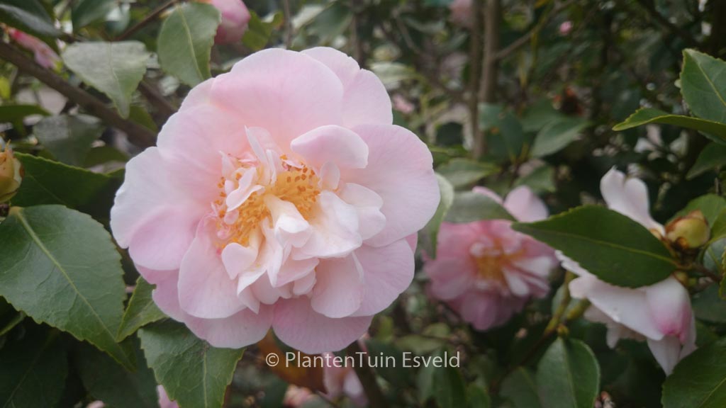 Camellia japonica ‚High Fragrance‘