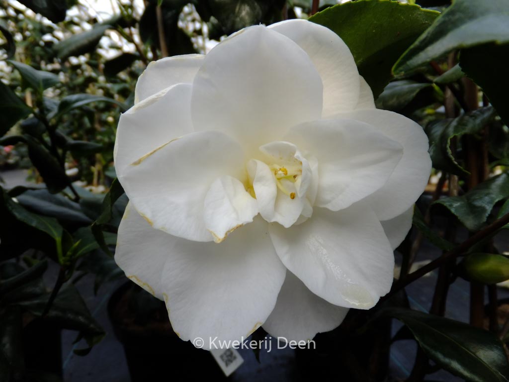 Camellia japonica ‚Hime-shirayuki‘