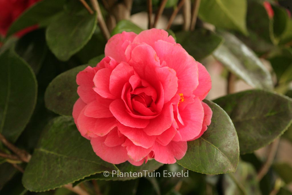Camellia japonica ‚Hippolyte Thoby‘