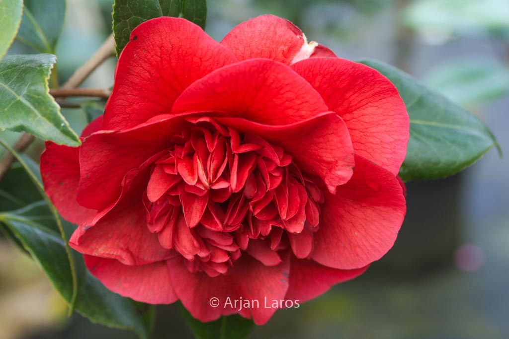 Camellia japonica ‚John Tooby‘