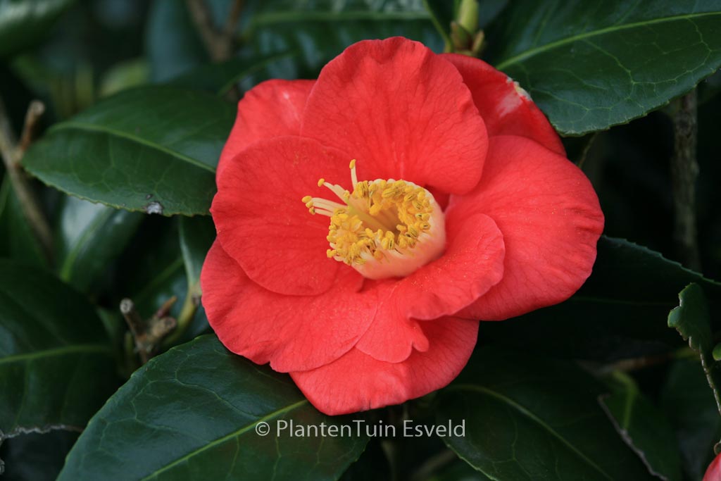 Camellia japonica ‚Jupiter‘