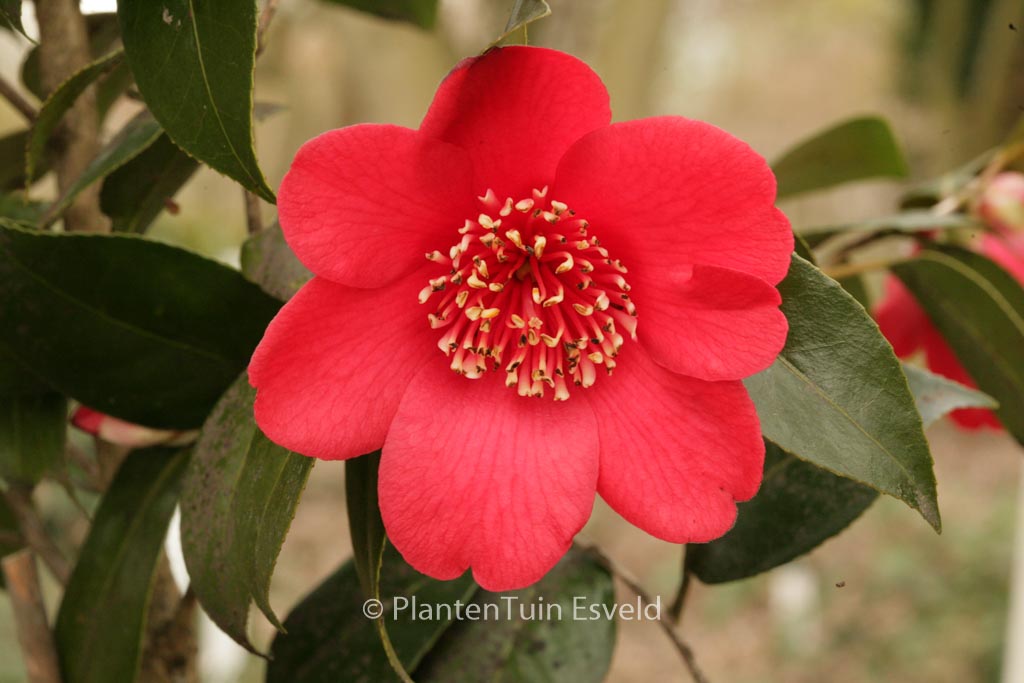 Camellia japonica ‚Kimberley‘