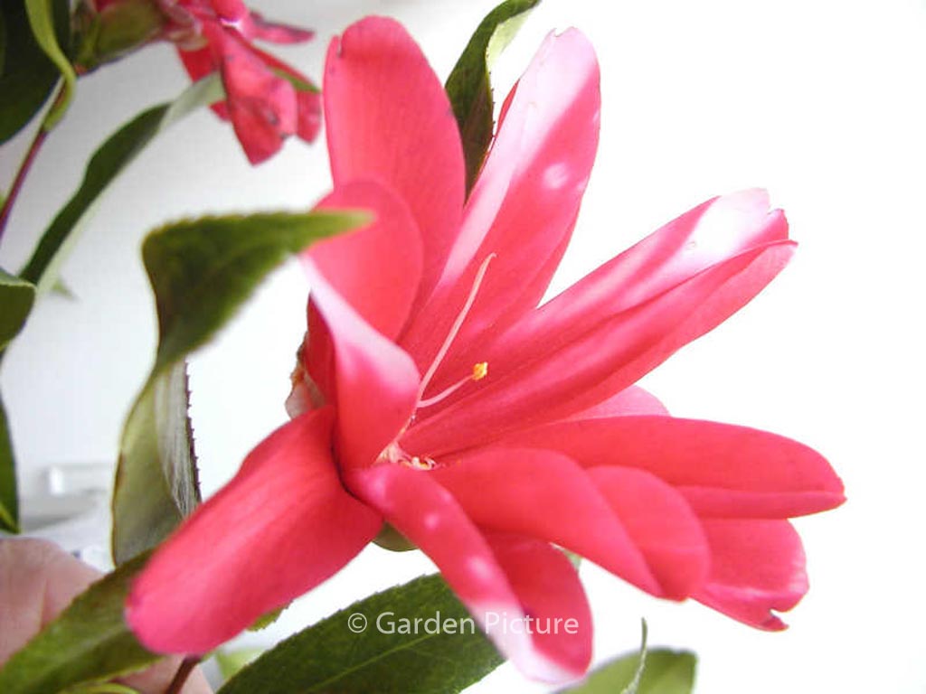 Camellia japonica ‚Kujaku-tsubaki‘