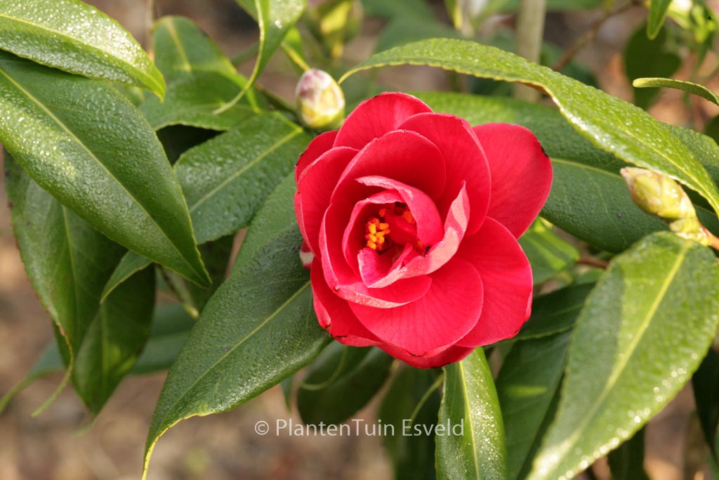 Camellia japonica ‚Kuro Delight‘