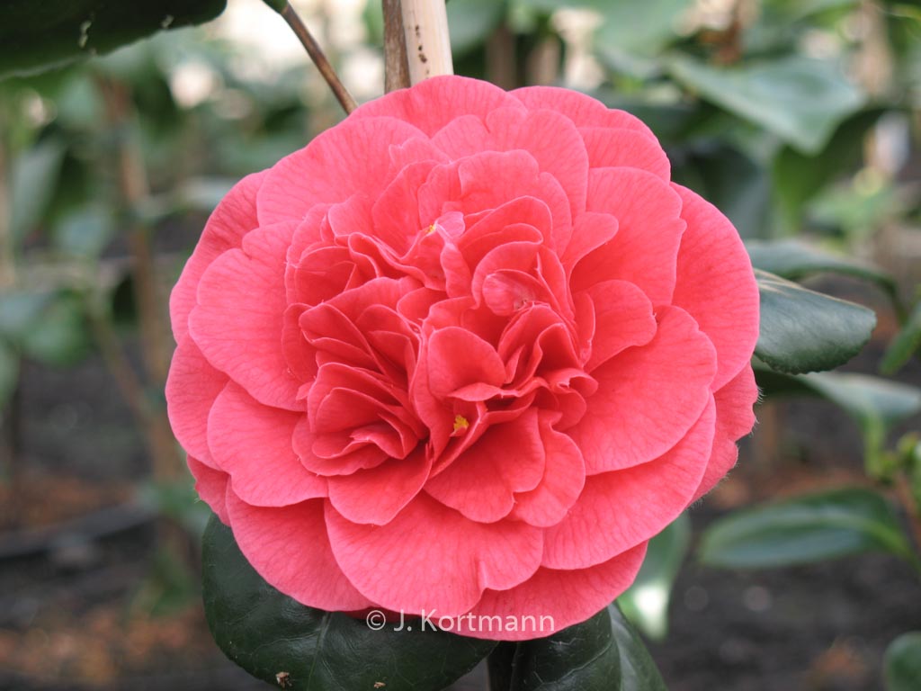 Camellia japonica ‚Lady Campbell‘