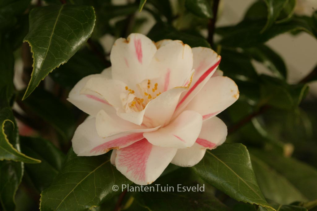Camellia japonica ‚Lady Vansittart‘