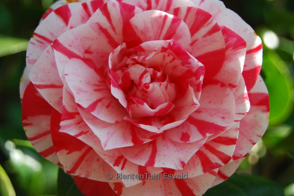 Camellia japonica ‚Lavinia Maggi‘