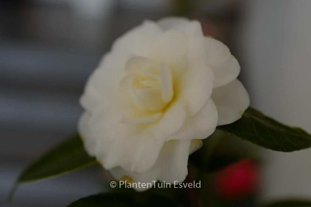 Camellia japonica ‚Lemon Drop‘