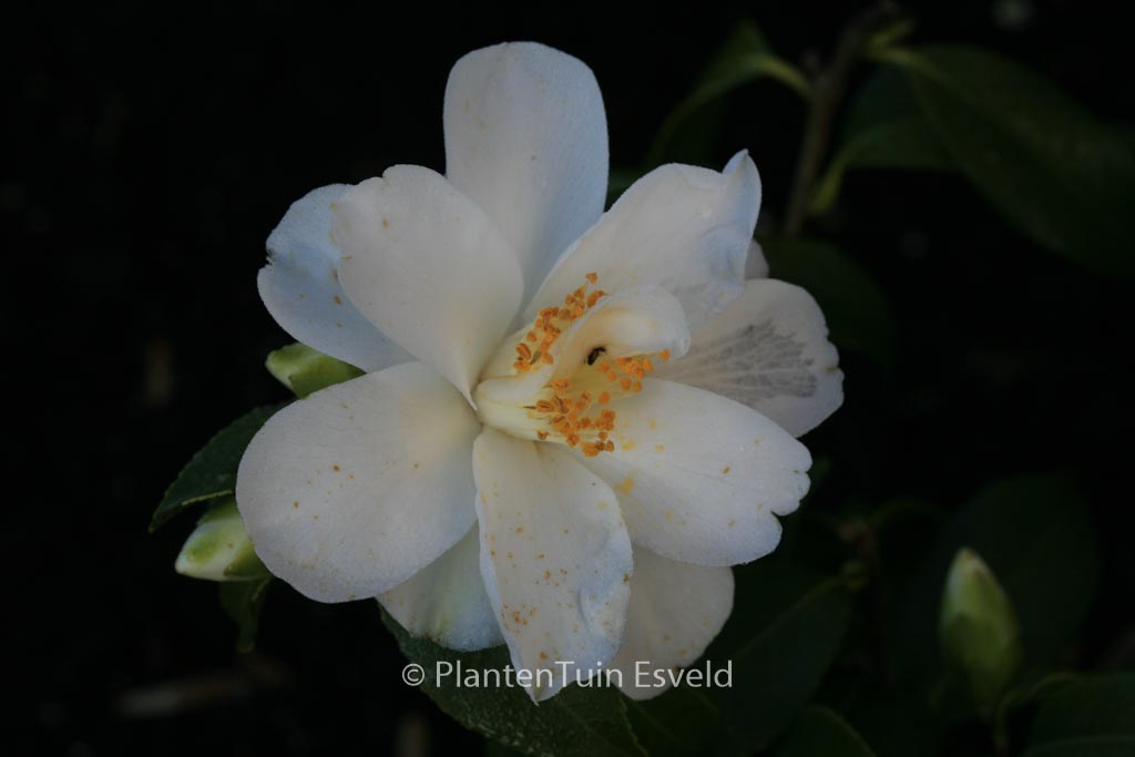 Camellia japonica ‚Lily Pons‘