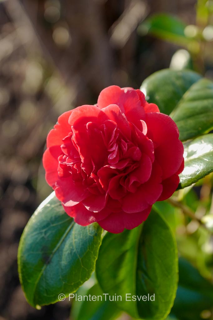 Camellia japonica ‚Little Slam‘