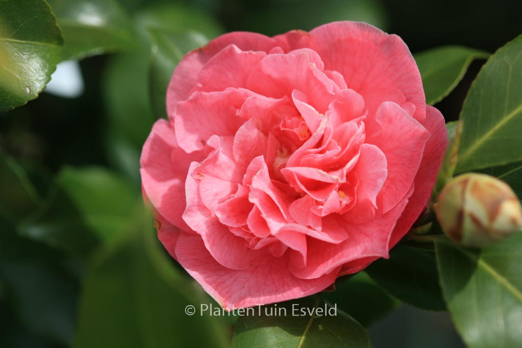 Camellia japonica ‚Marie Bracey‘