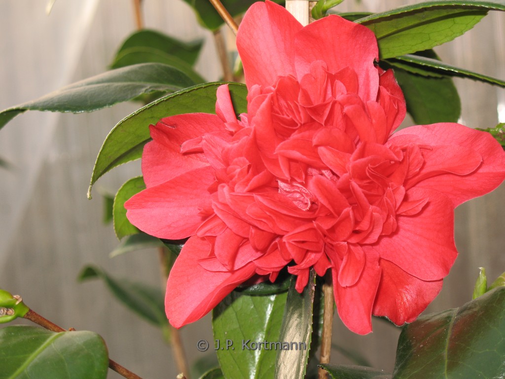Camellia japonica ‚Mark Alan‘