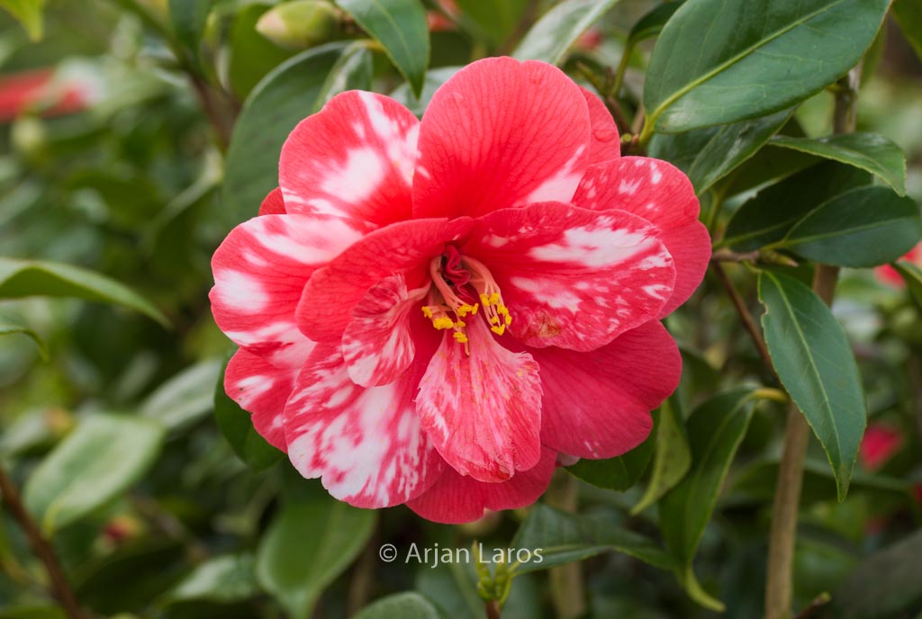 Camellia japonica ‚Masayoshi‘