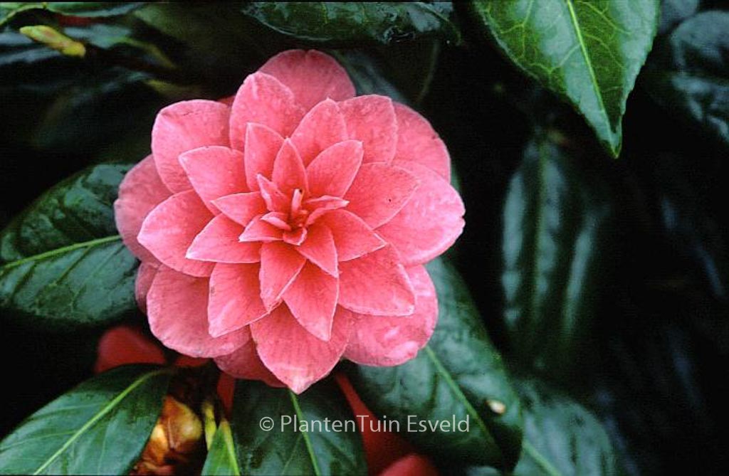 Camellia japonica ‚Mathotiana‘