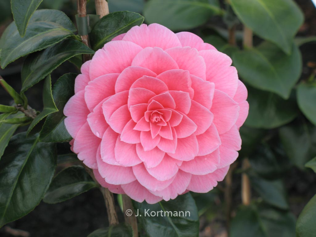 Camellia japonica ‚Mrs. Tingley‘