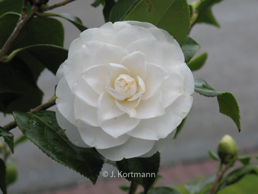 Camellia japonica ‚Nobilissima‘