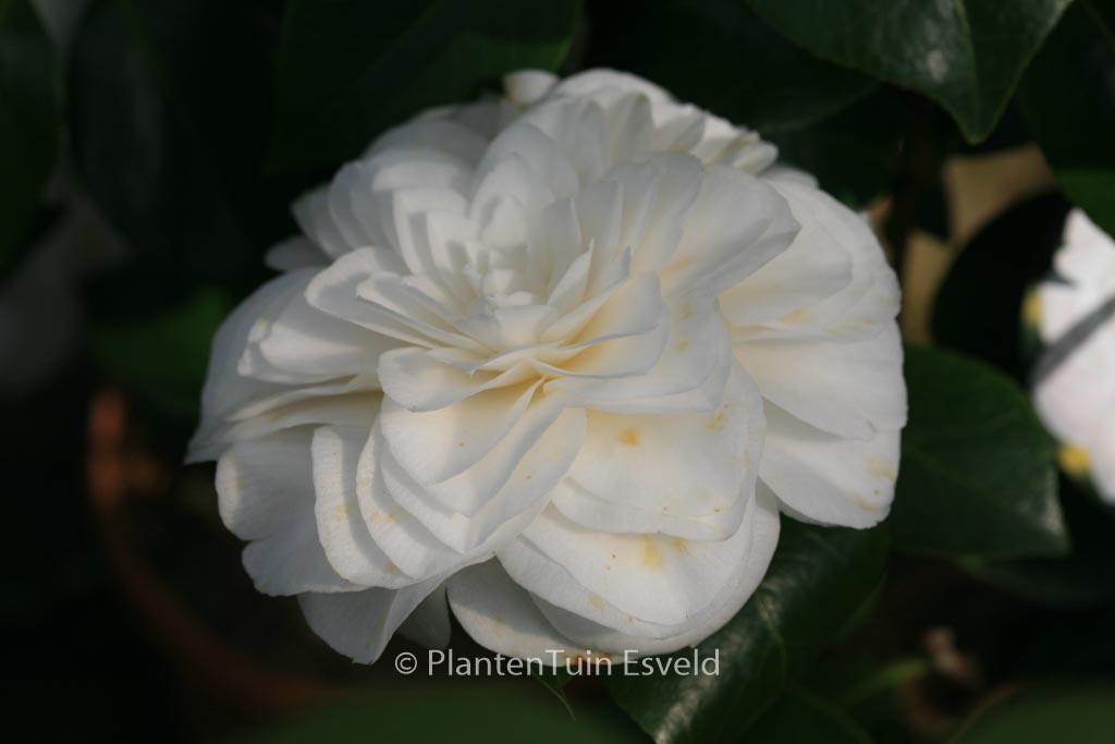 Camellia japonica ‚Nuccio’s Gem‘