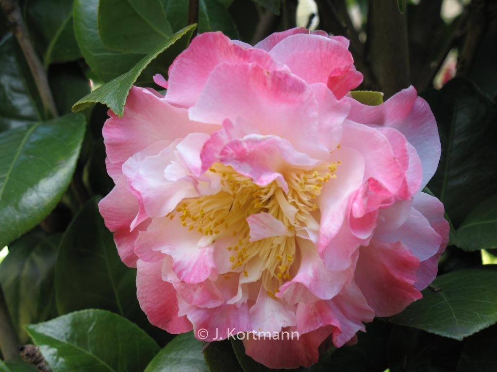 Camellia japonica ‚Nuccio’s Jewel‘