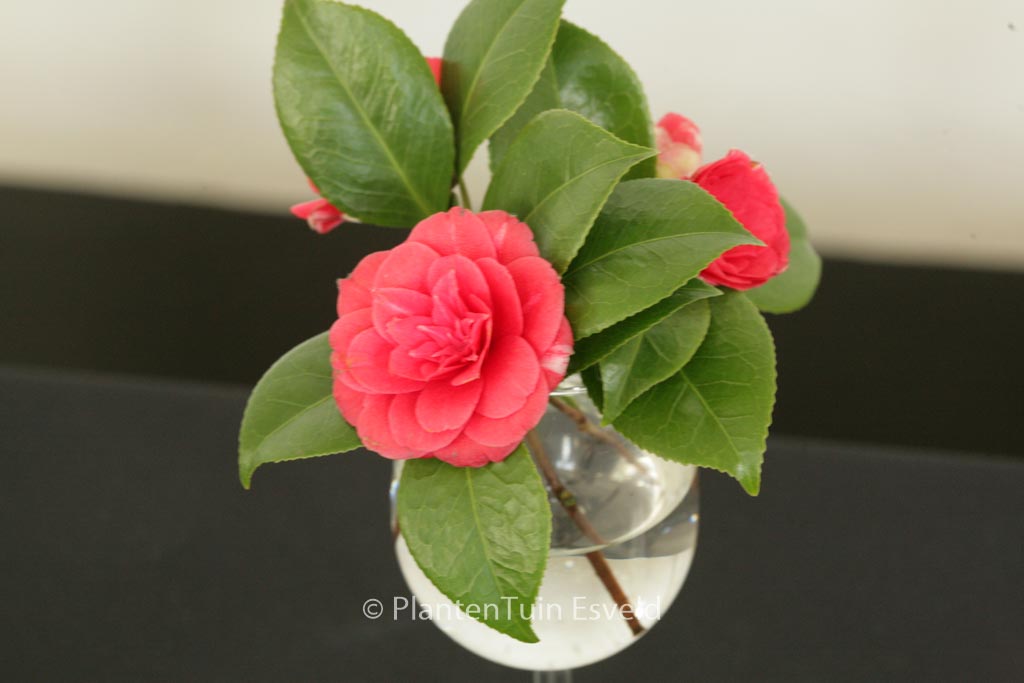 Camellia japonica ‚Orandako‘