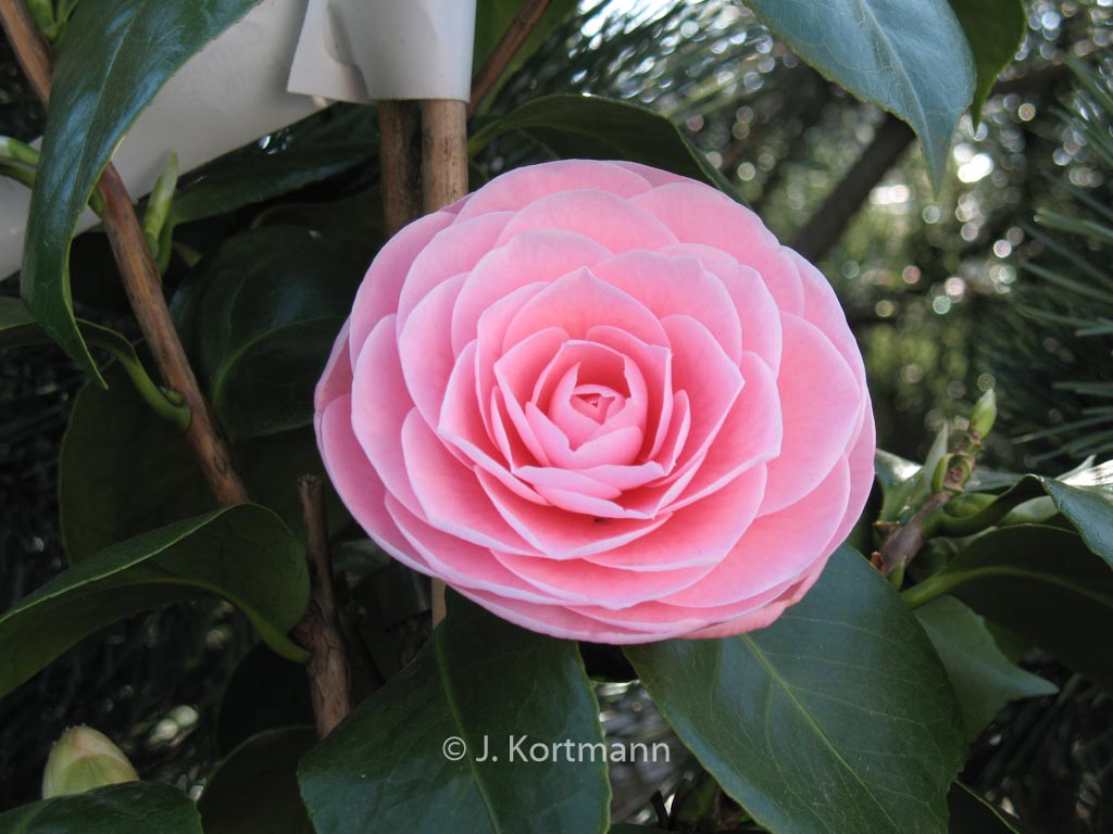 Camellia japonica ‚Pearl Maxwell‘
