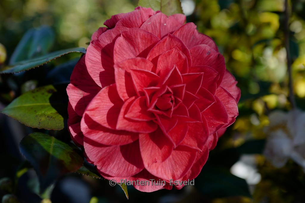 Camellia japonica ‚Plateau‘ (Femme Fatale)