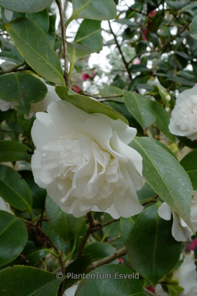 Camellia japonica ‚Powder Puff‘